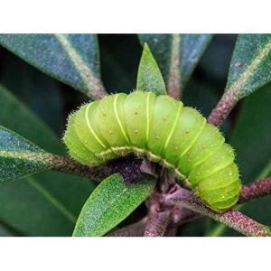 imageAlliance Wide Format Paper 36quot x 150 High Resolution Pro X Coated Bond with 2quotcore 28 For Aqueous and Latex Printers 1 rollcarton 2323